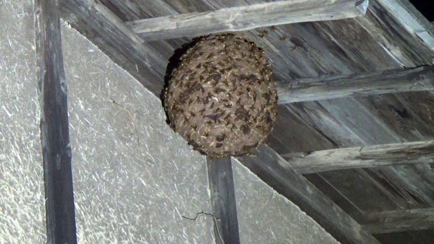 二本松市で軒下のキイロスズメバチの巣