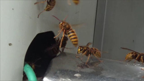 郡山市でスズメバチ駆除の現場