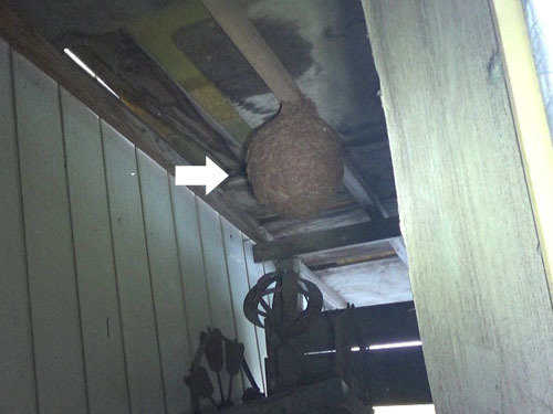 泉崎村で小屋の天井にキイロスズメバチの巣