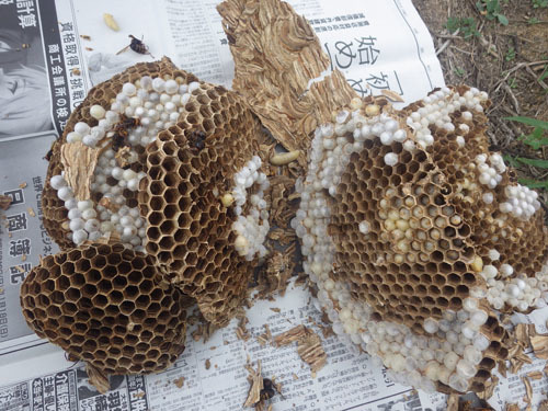 郡山市で駆除したスズメバチの巣