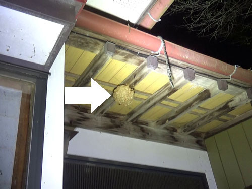 大玉村でキイロスズメバチの引っ越し巣
