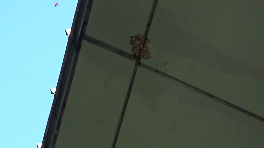 須賀川市でスズメバチの巣駆除・撤去後の巣跡