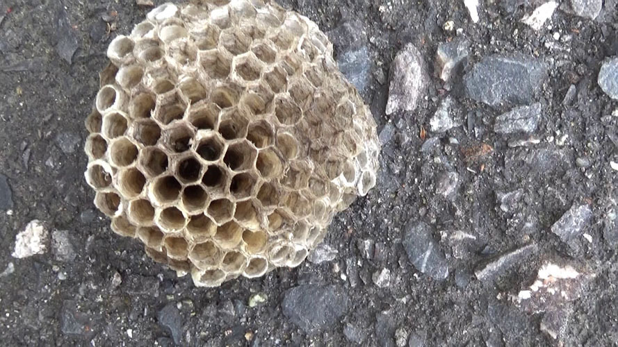 郡山市で室外機から撤去したアシナガバチの巣