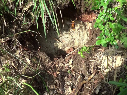 撤去したオオスズメバチの巣の巣跡（矢吹町）