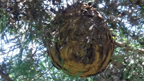 玉川村で屋根裏のスズメバチの巣