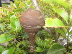 コガタスズメバチの逆トックリ型の巣