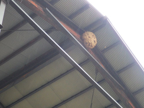 倉庫の高所に作ったスズメバチの巣