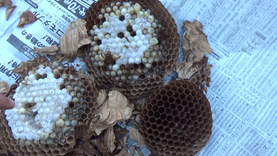 須賀川市で撤去したキイロスズメバチの巣