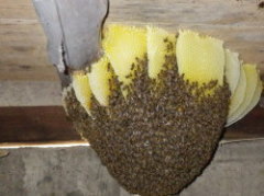 オオスズメバチがミツバチの巣を襲う