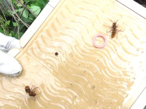 周辺で飛び回るスズメバチを粘着板で捕虫（郡山市）