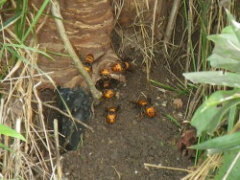 オオスズメバチの巣は土の中に