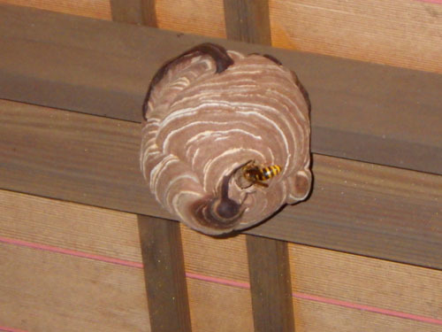 スズメバチが玄関の天井に引っ越してきた（郡山市）