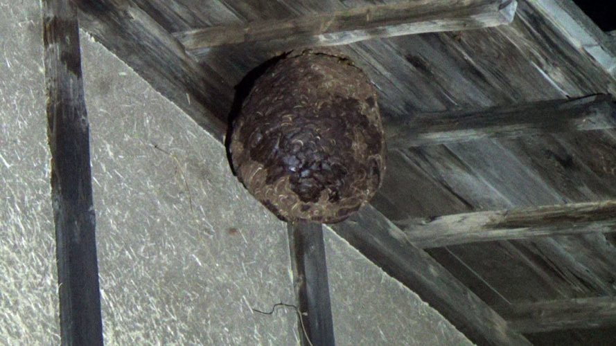 二本松市で殺虫剤を注入したキイロスズメバチの巣