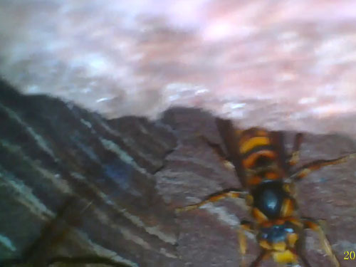 スズメバチの巣をマイクロファイバーで確認（田村郡）