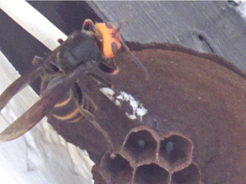 コガタスズメバチの女王蜂が巣作りを始めた（郡山市）