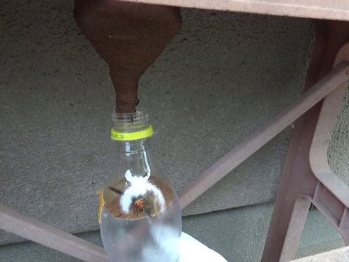 スズメバチの女王蜂をペットボトルで捕虫（郡山市）