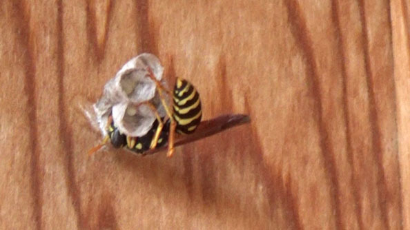 郡山市でフタモンアシナガバチの女王蜂が作り始めた巣