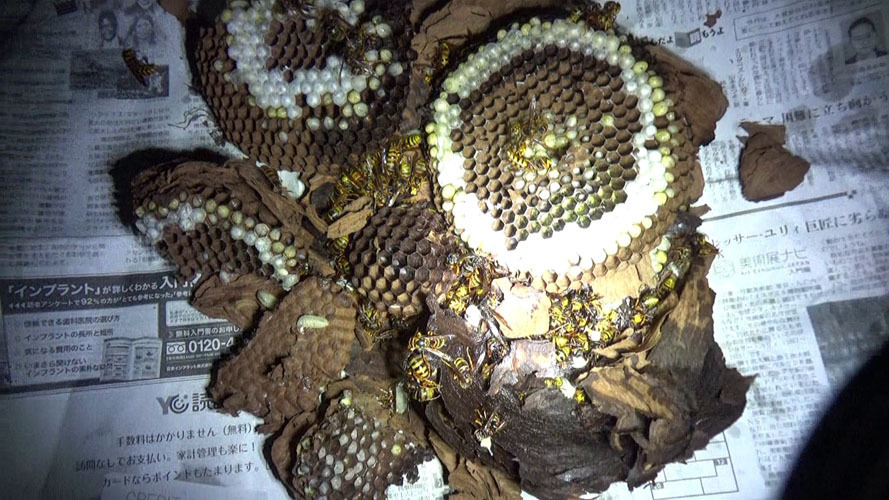 田村市で８月下旬のキイロスズメバチの巣を解体