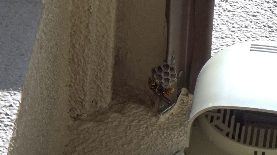 小野町で軒下に作ったキアシナガバチの巣
