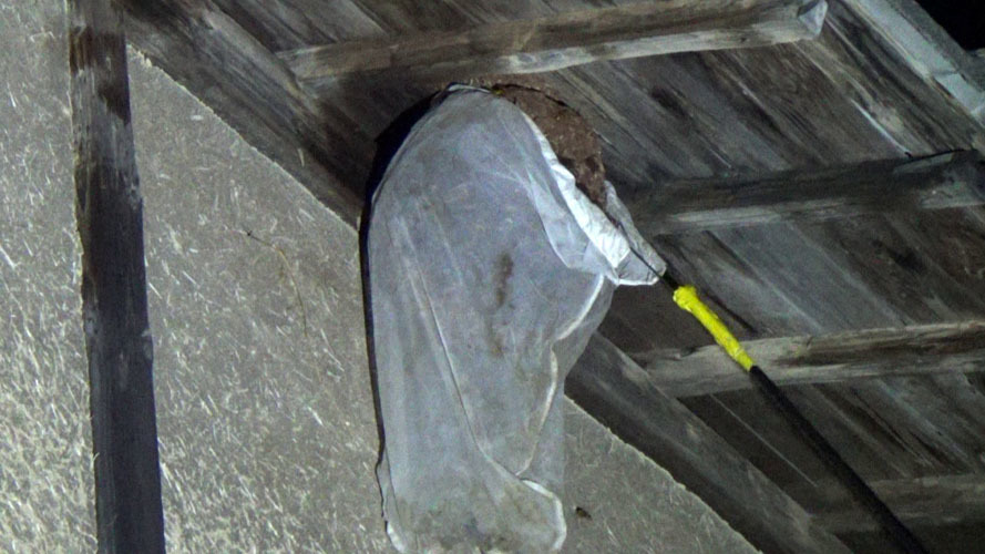 二本松市で軒下のキイロスズメバチの巣を撤去