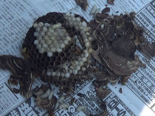 西郷村でキイロスズメバチの撤去した巣を解体