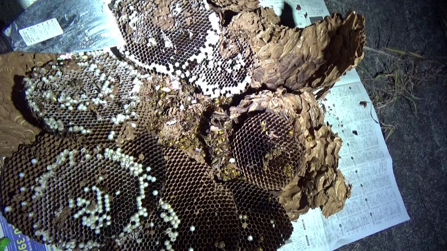 二本松市で撤去したキイロスズメバチの巣