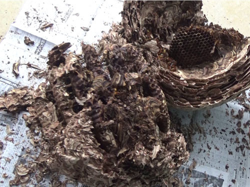 二本松市でスズメバチの巣駆除料金比較
