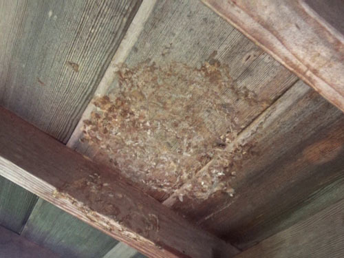 スズメバチの巣を撤去した巣跡（小野町）