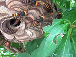 喜多方市のハチ駆除事例