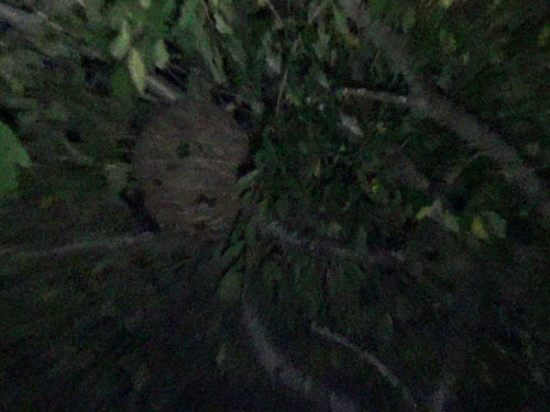 サクラの大木に作ったキイロスズメバチの巣（三春町）