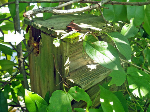 生垣の小鳥の巣箱にキイロスズメバチの巣（白河市）