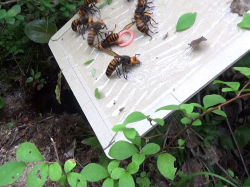 会津坂下町でオオスズメバチを粘着板で捕虫