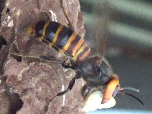 オオスズメバチが幼虫・蛹を肉団子にして運ぶ(白河市)