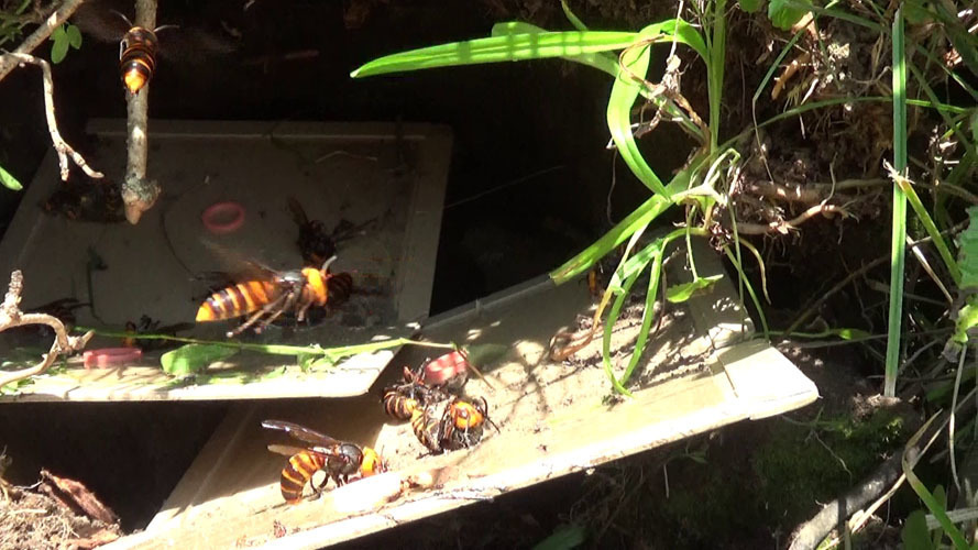 オオスズメバチの巣を撤去中（須賀川市）