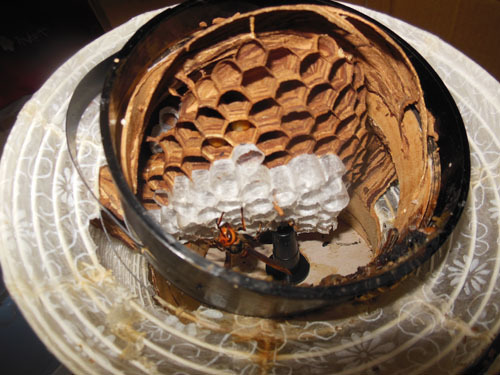 物置で提灯に作ったヒメスズメバチの巣（須賀川市）