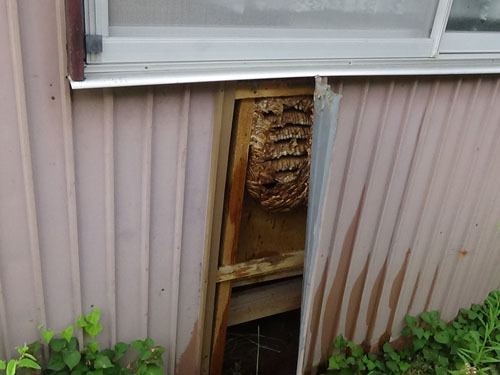 窓枠の下の壁間にあったスズメバチの巣の全貌(田村市)
