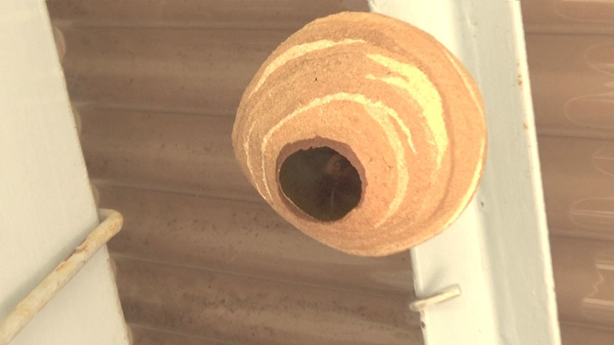 作り始めたコガタスズメバチの巣