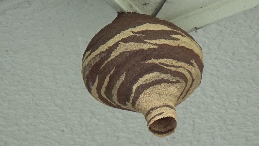 コガタスズメバチの初期巣