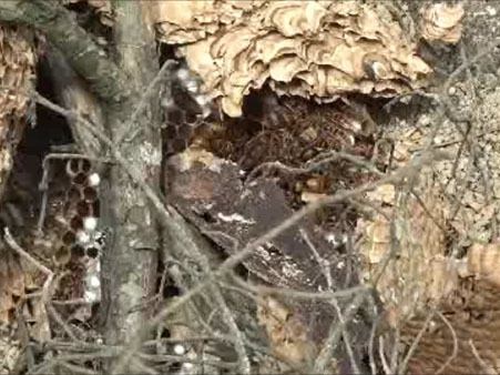 伊達市でバラバラになったスズメバチの巣の本体
