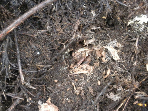 枝葉が土壌化した場所にオオスズメバチの巣（三春町）