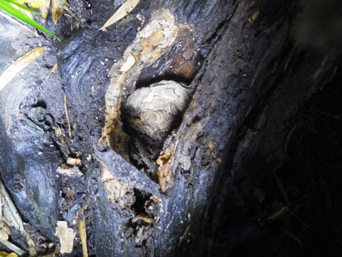 樹洞に作ったキイロスズメバチの母巣（石川町）