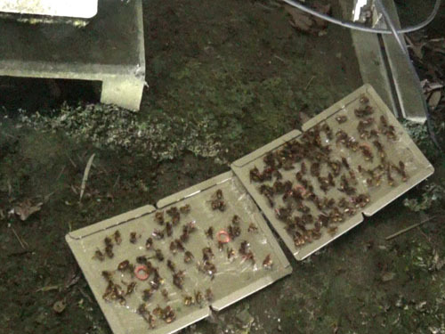 スズメバチたちを粘着板で捕虫した状況（田村市）