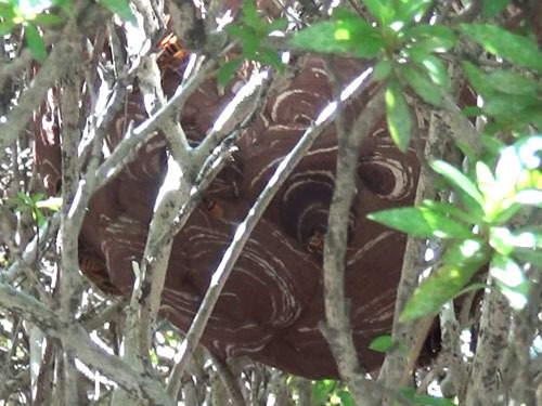 スズメバチの巣はツツジの枝のジャングルの中(福島市）