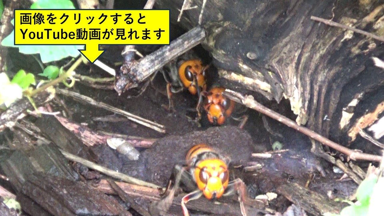 本宮市でオオスズメバチ駆除の現場
