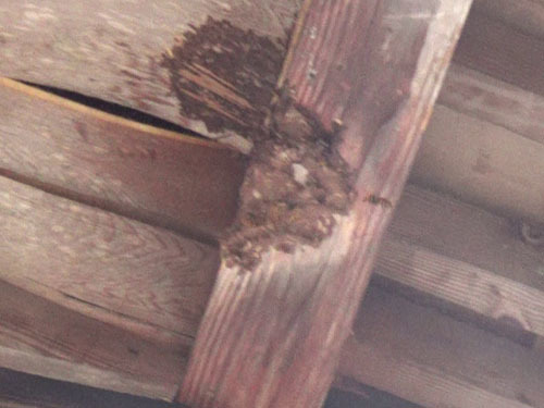軒下に残ったスズメバチの巣の駆除・撤去跡（白河市）