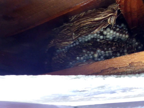 モンスズメバチの引っ越し巣がある軒裏天井(喜多方市）