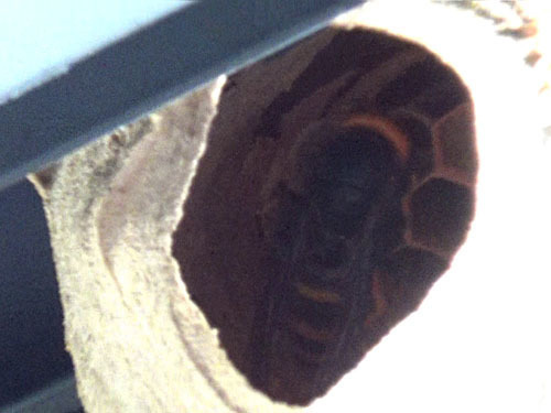 スズメバチの巣の中に女王蜂が見える（福島市）