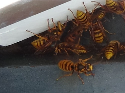 スズメバチが玄関の屋根裏に巣を作る（鏡石町）