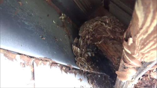 スズメバチの巣の本体は軒の裏側に