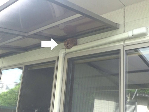 鏡石町で１階の軒下にコガタスズメバチの巣